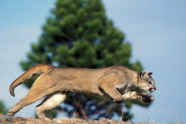 Cougar-Attack-in-Banff-A-Fictitious-Incident