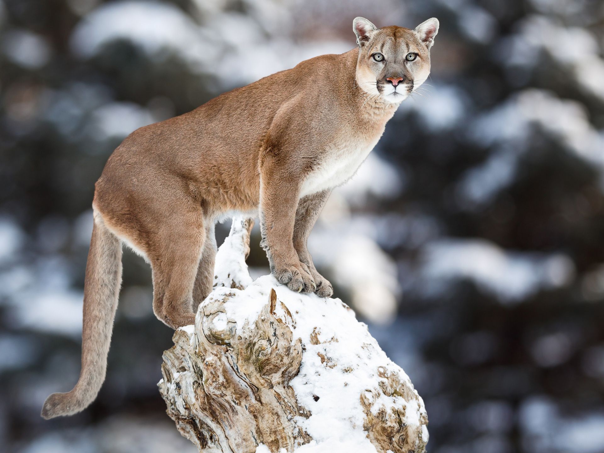 Ataque-de-puma-en-banff-national-park-natural-press