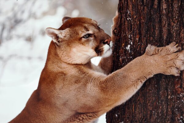 Ataque-de-puma-en-banff-national-park-sin-evidencias