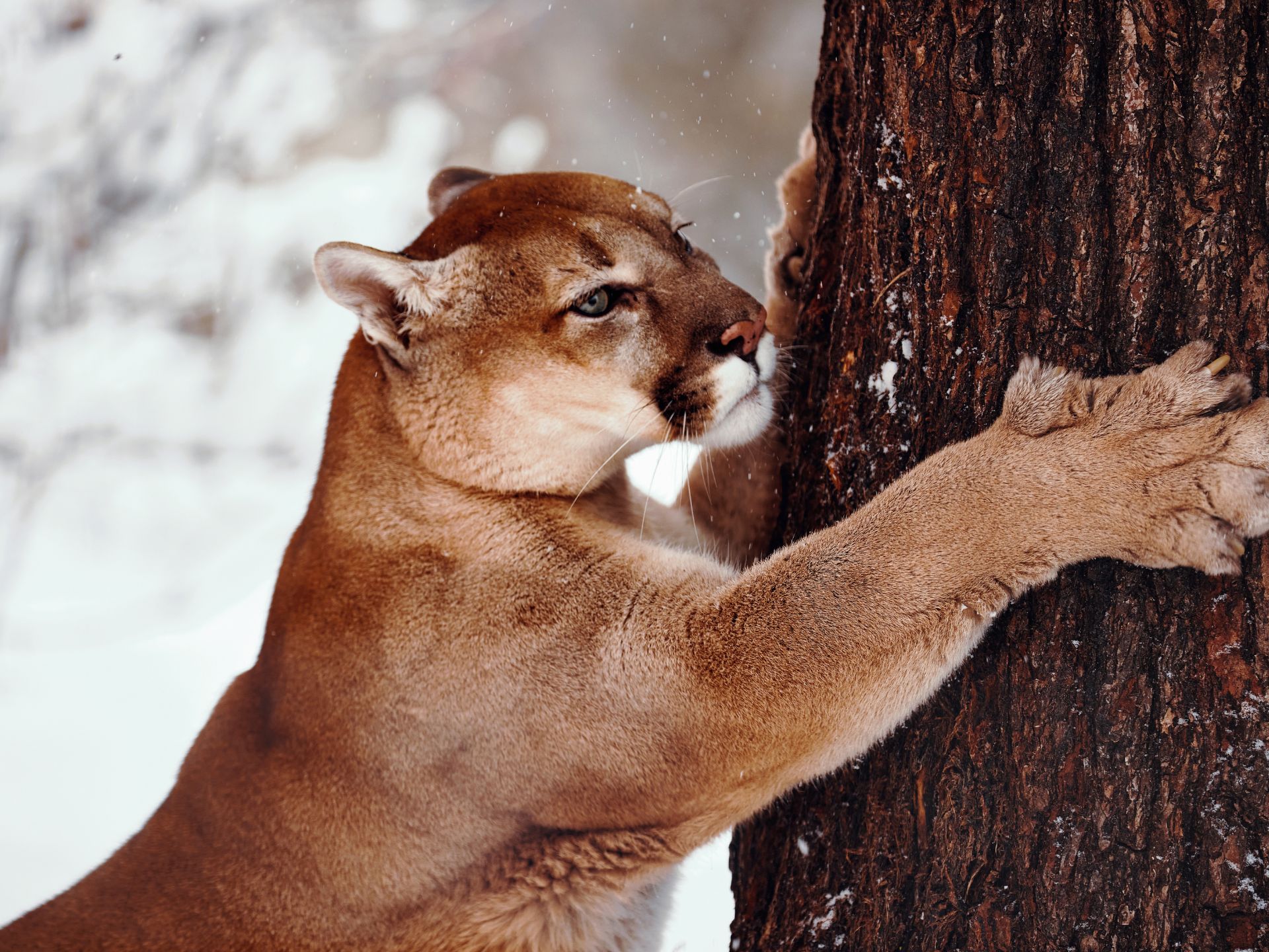 Ataque-de-puma-en-banff-national-park-sin-evidencias