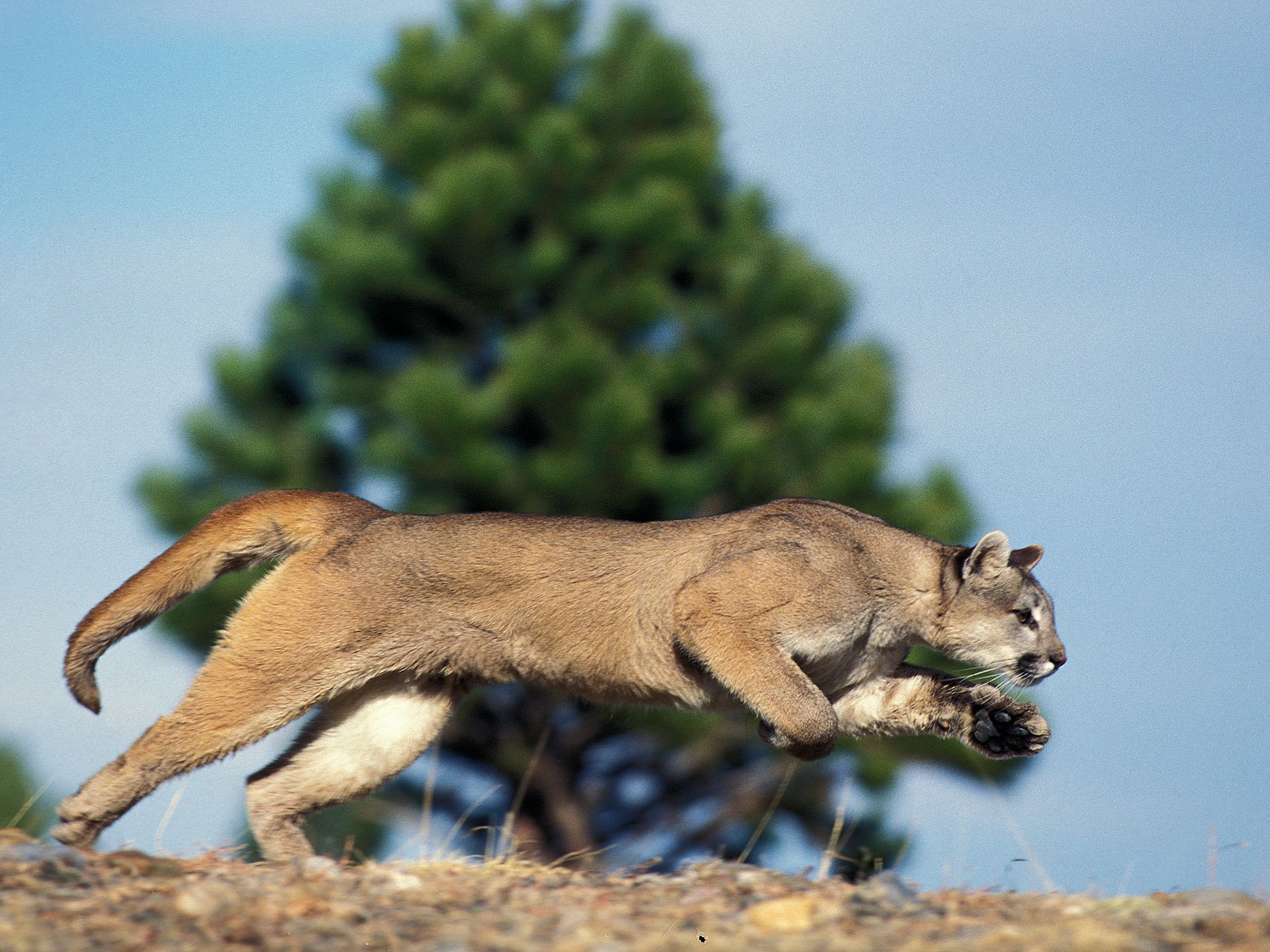 Cougar-Attack-in-Banff-A-Fictitious-Incident