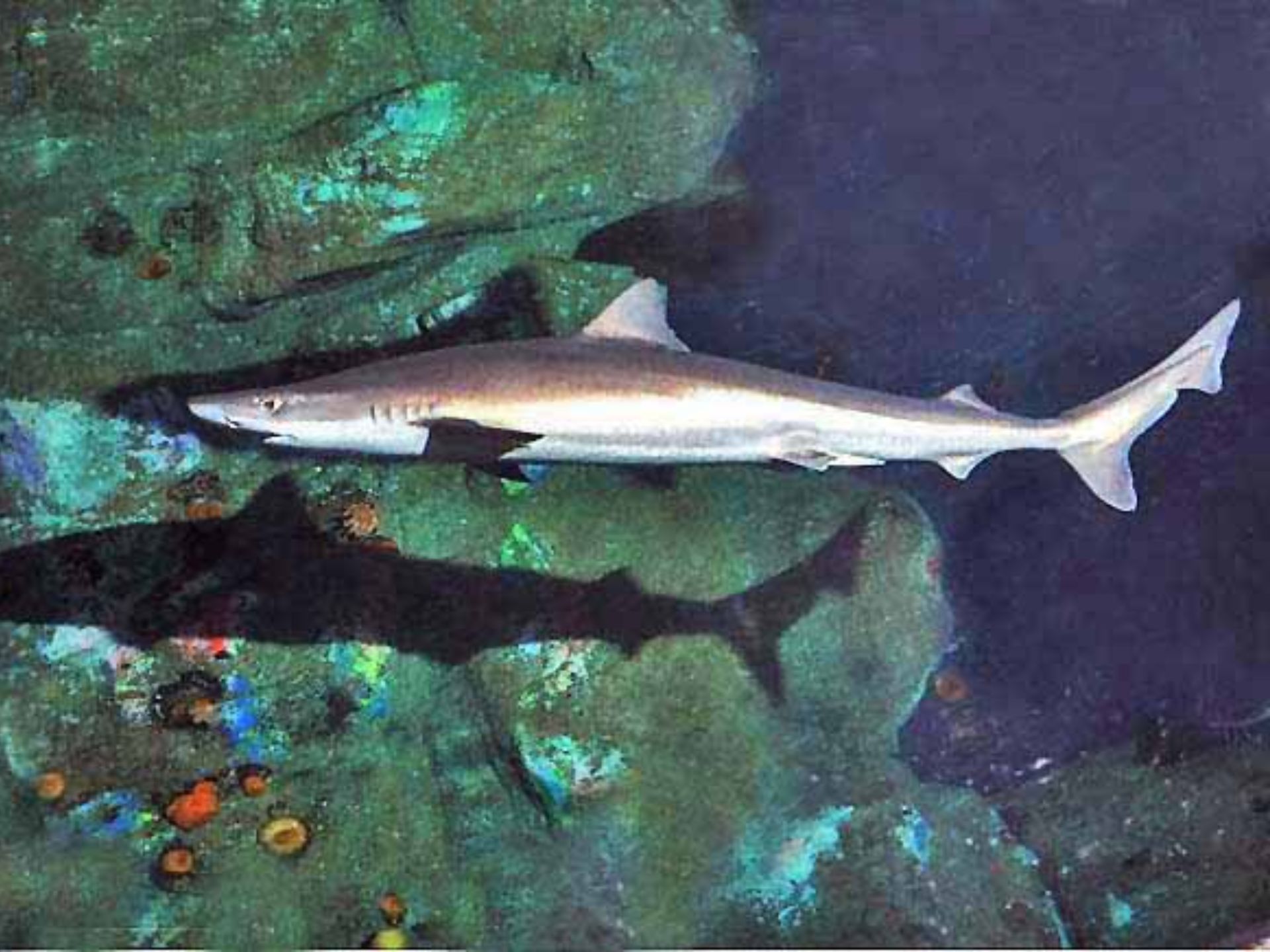 Tiburon-tope-tiburon-aceitoso-Galeorhinus-galeus