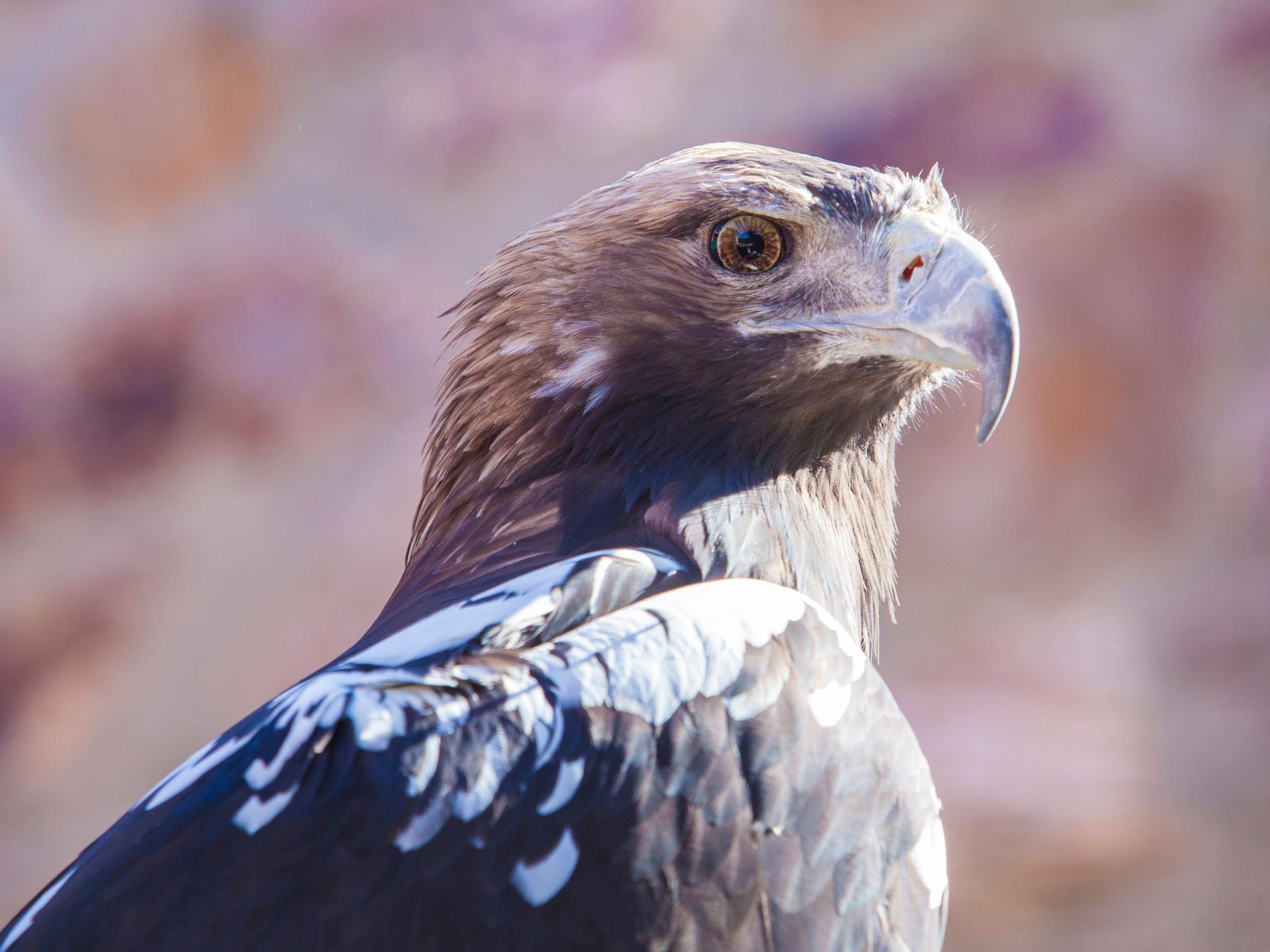 aguila-imperial-espanola-Aquila-adalberti