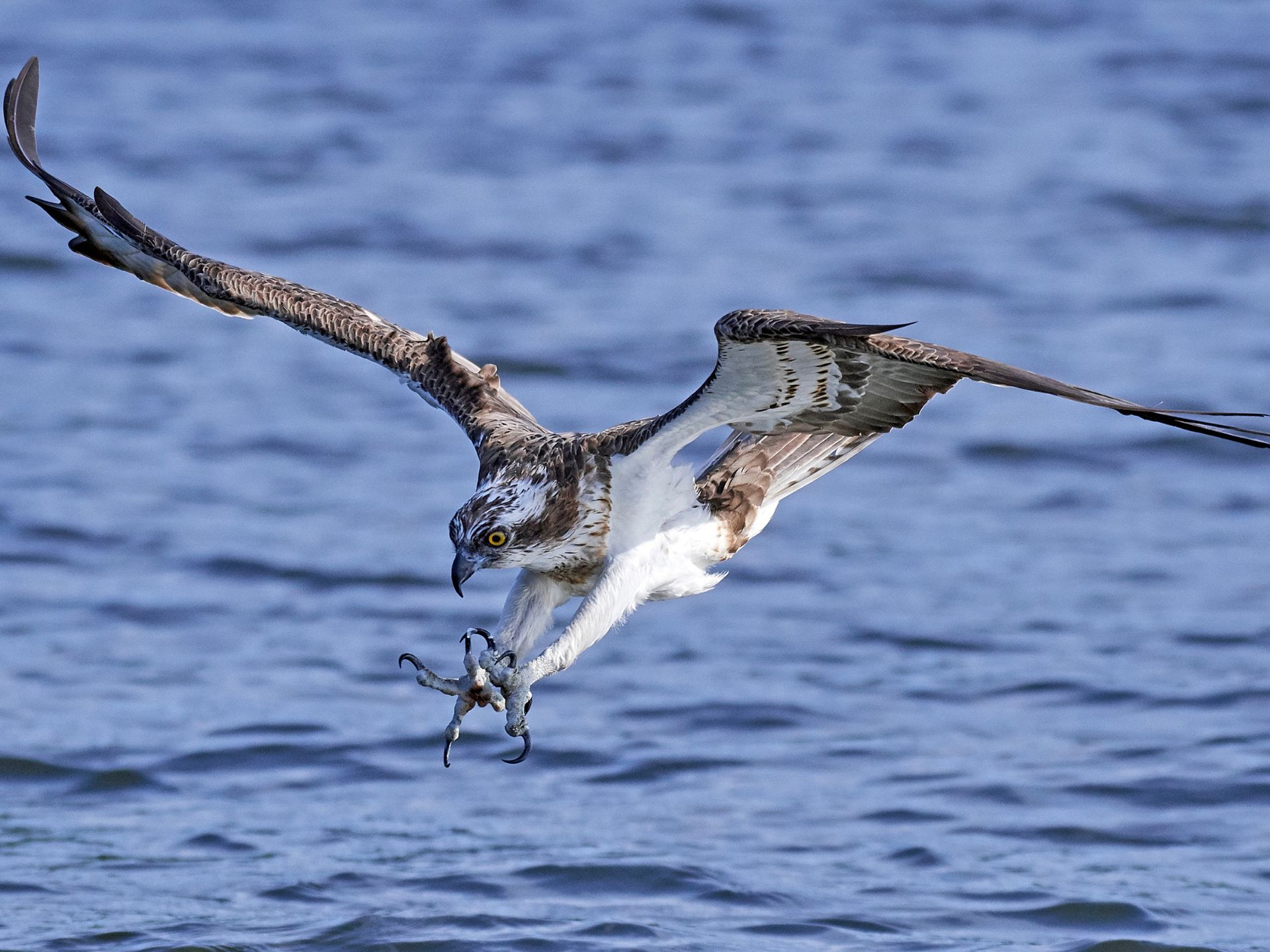 aguila-pescadora-Pandion-haliaetus