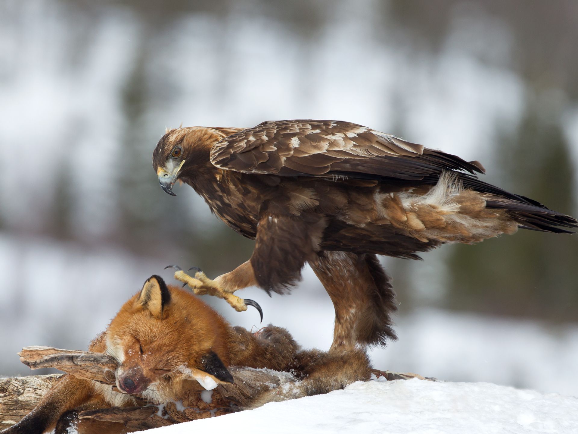 aguila-real-Aquila-chrysaetos