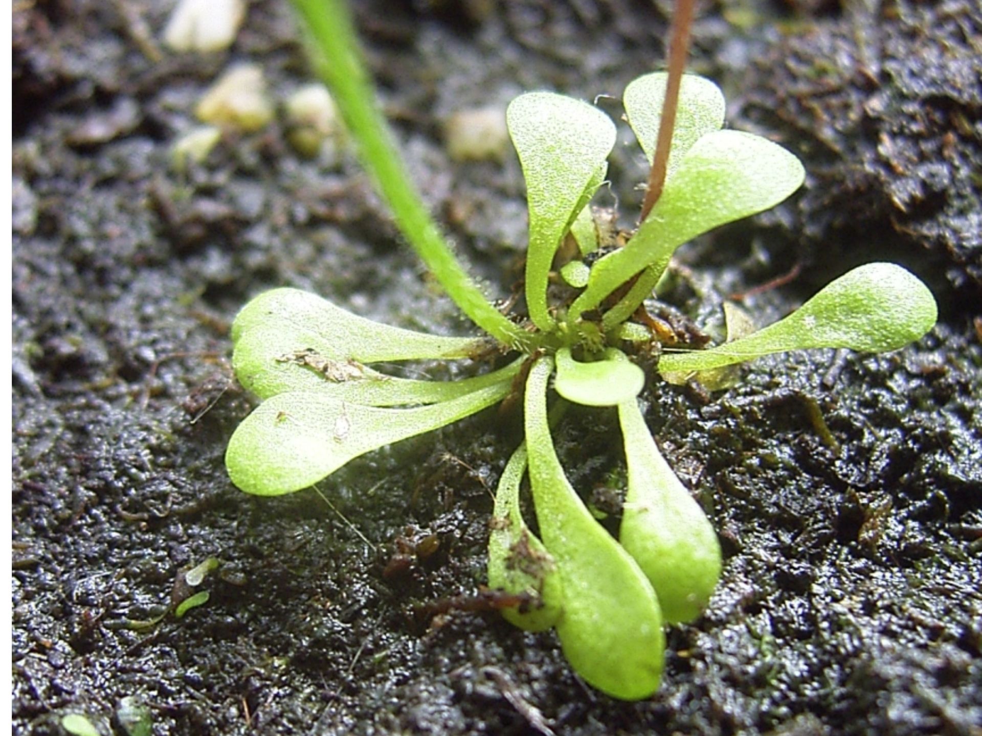 Genlisea-repens-planta-carnivora