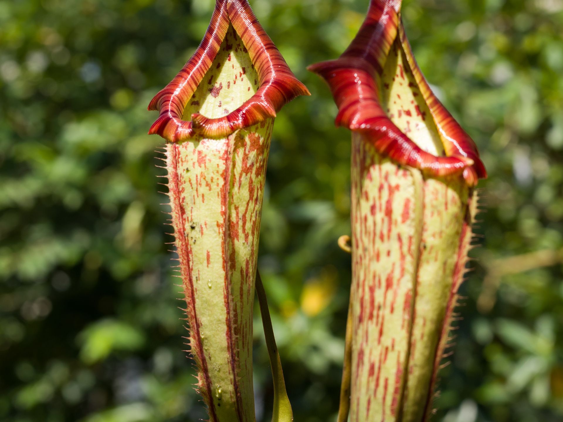 Planta-jarro-Sarracenia-planta-carnivora