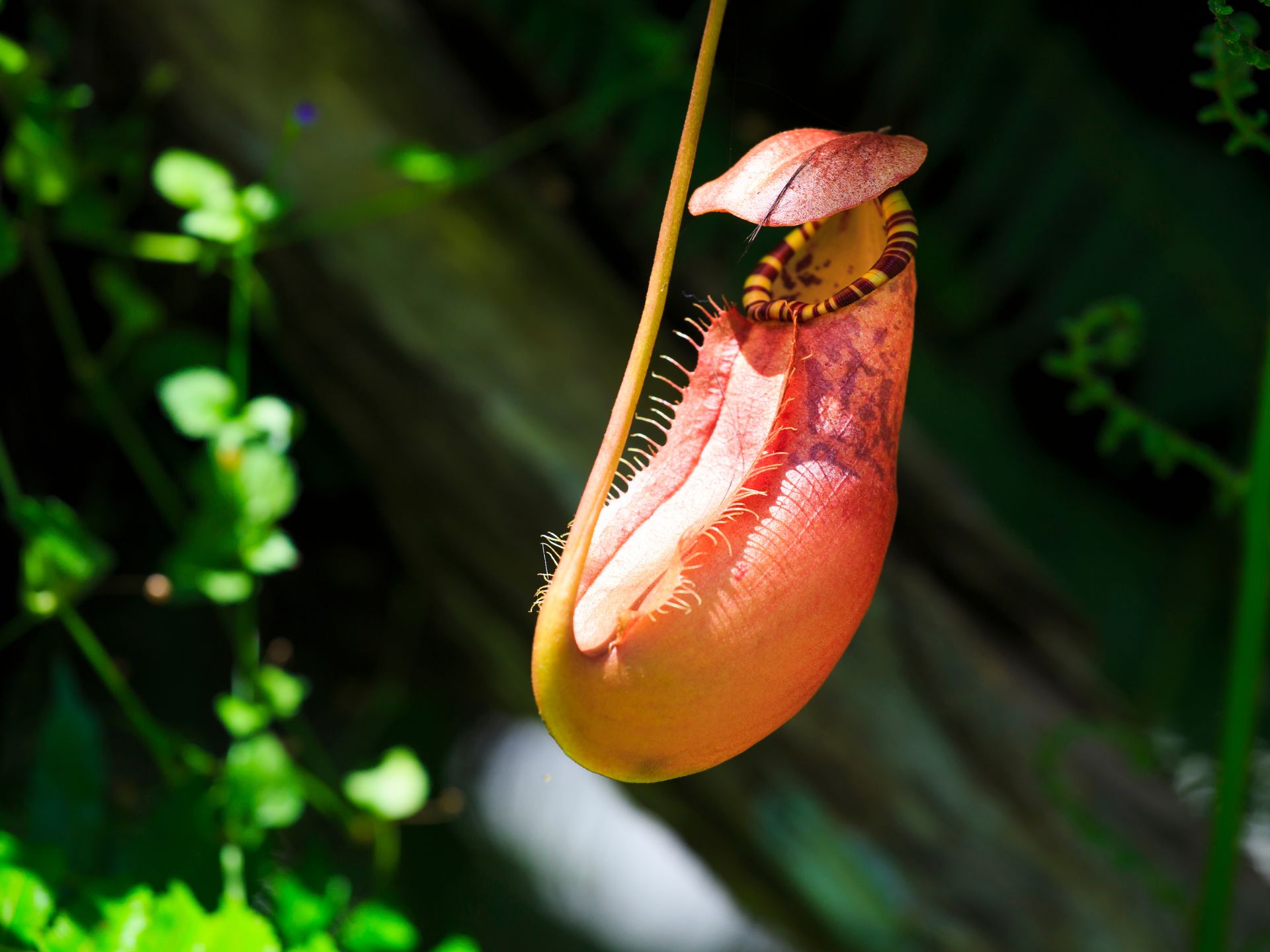 Planta-tubo-Nepenthes-planta-carnivora