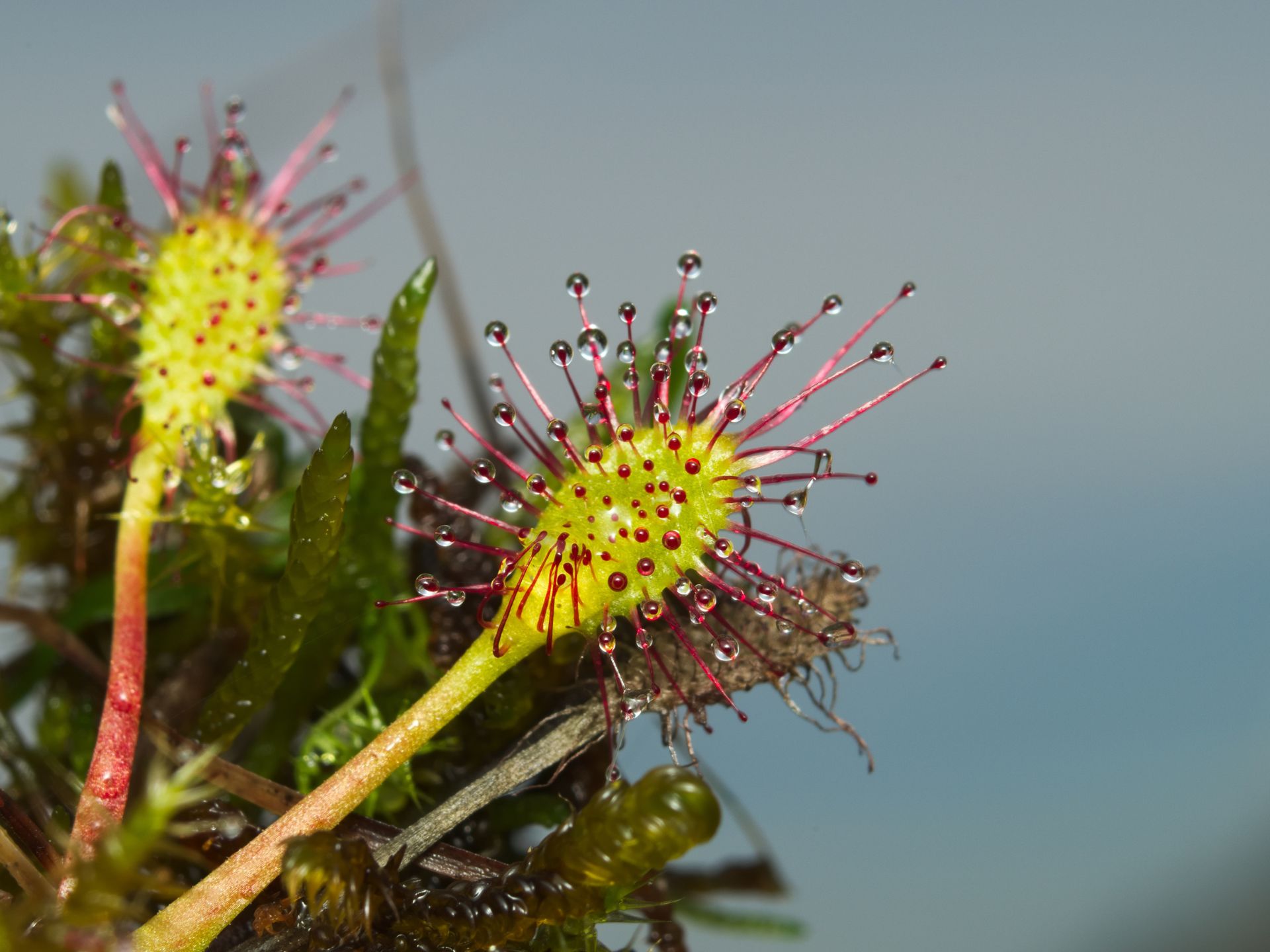 Sundew-Drosera-spp.-planta-carnivora