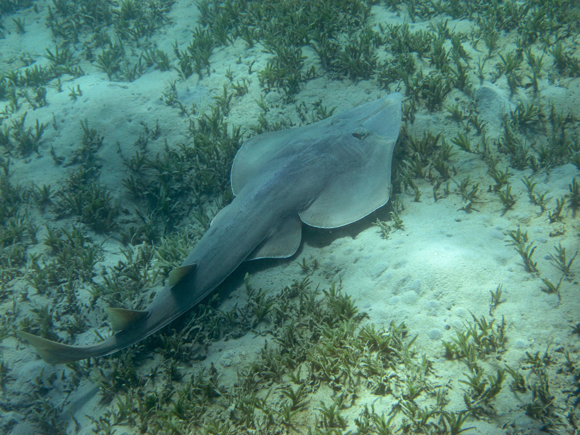 Tiburon-guitarra-pez-guitarra-Glaucostegus-halavi