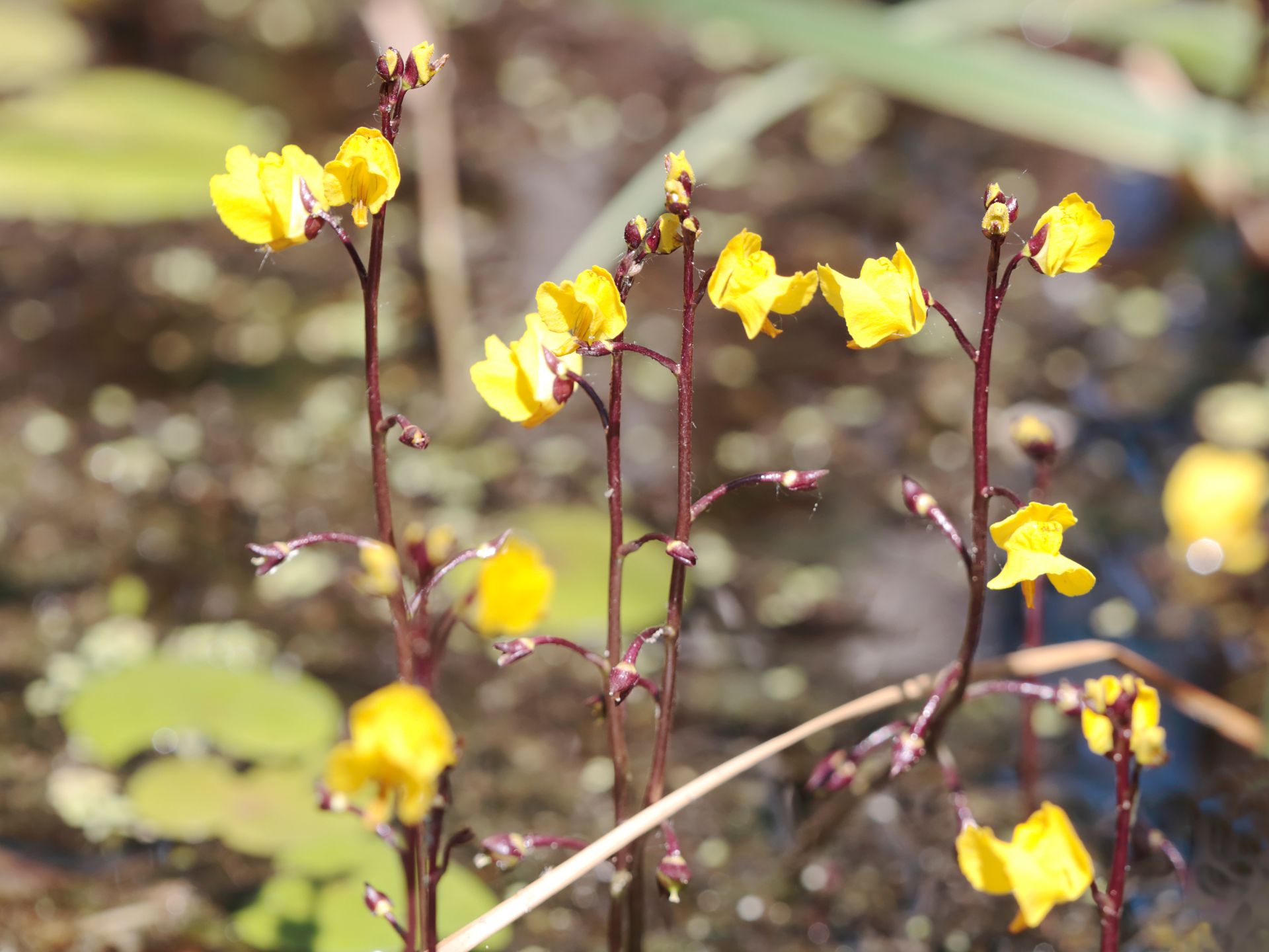 Utricularia-Utricularia-spp-planta-carnivora