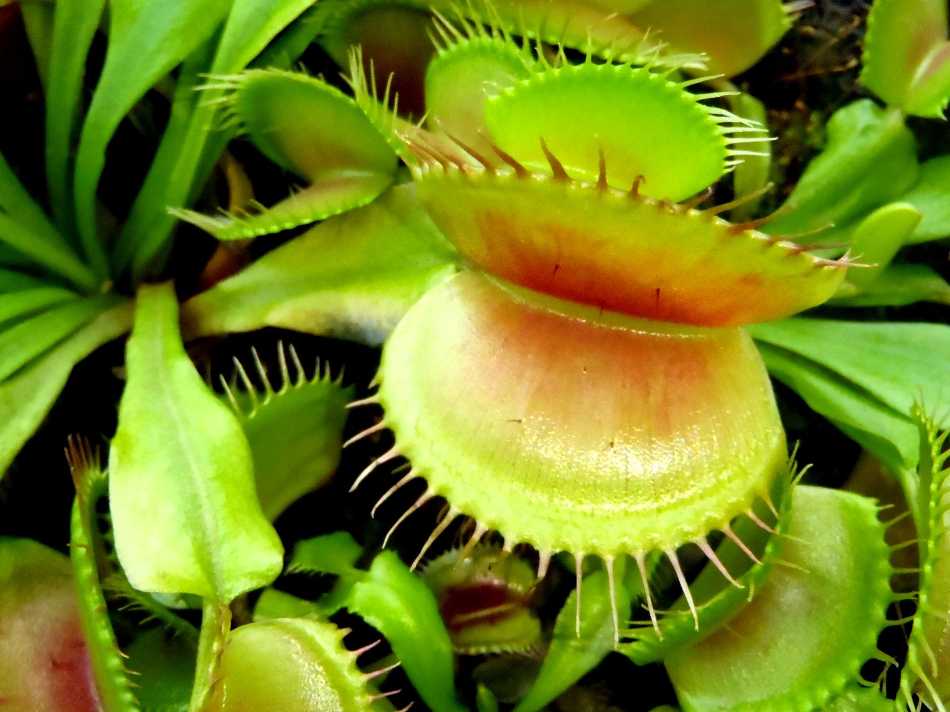 Venus-atrapamoscas-Dionaea-muscipula-planta-carnivora